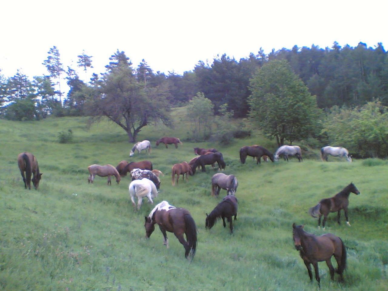 Els Torrents Ξενοδοχείο Bellver De Cerdanya Εξωτερικό φωτογραφία