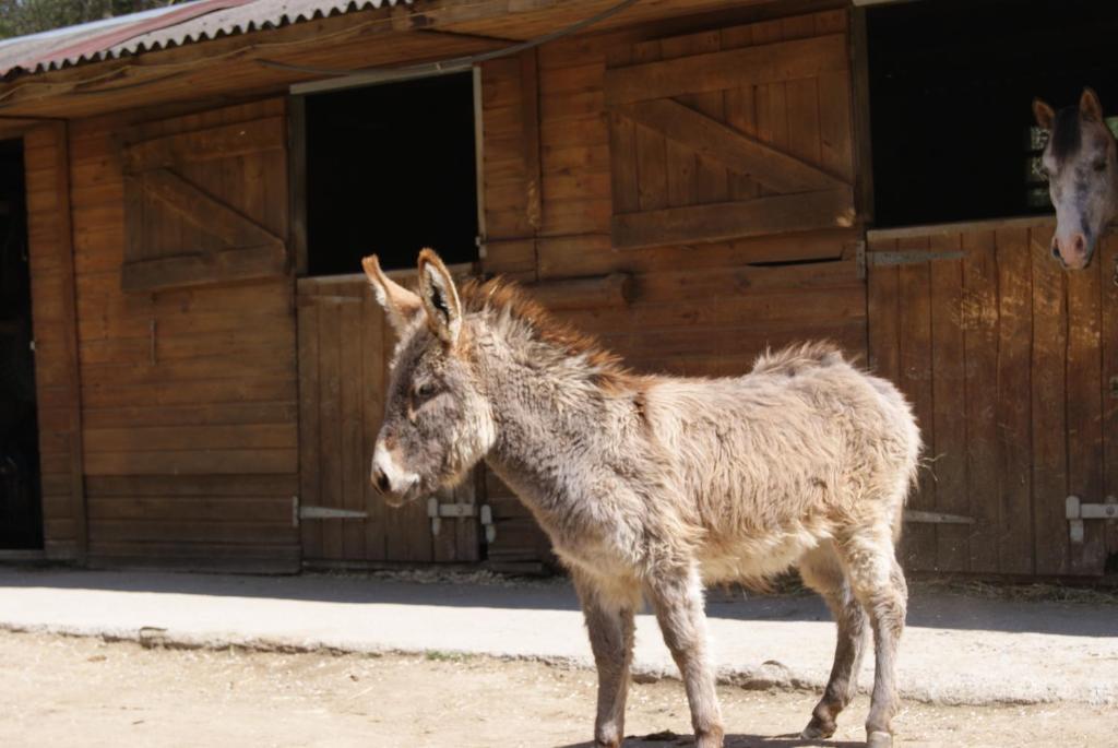 Els Torrents Ξενοδοχείο Bellver De Cerdanya Εξωτερικό φωτογραφία